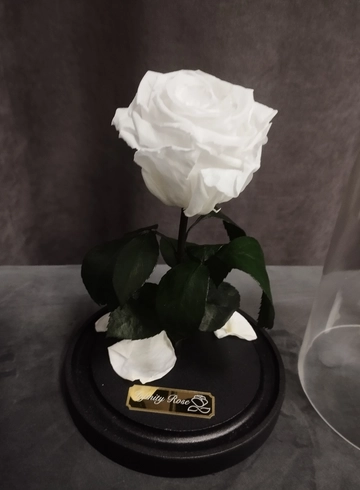 Стабилизированная роза в колбе (белая) от интернет-магазина цветов в 